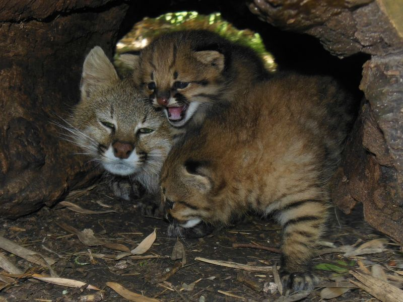 Illustration for article titled ZOMG BABY PAMPAS CATS!!!